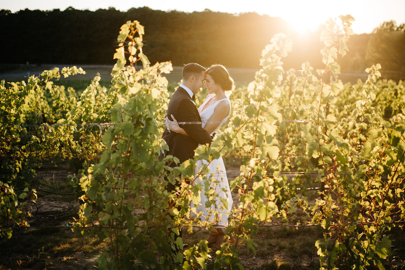 Wedding couple embracing in vineyard during sunset.