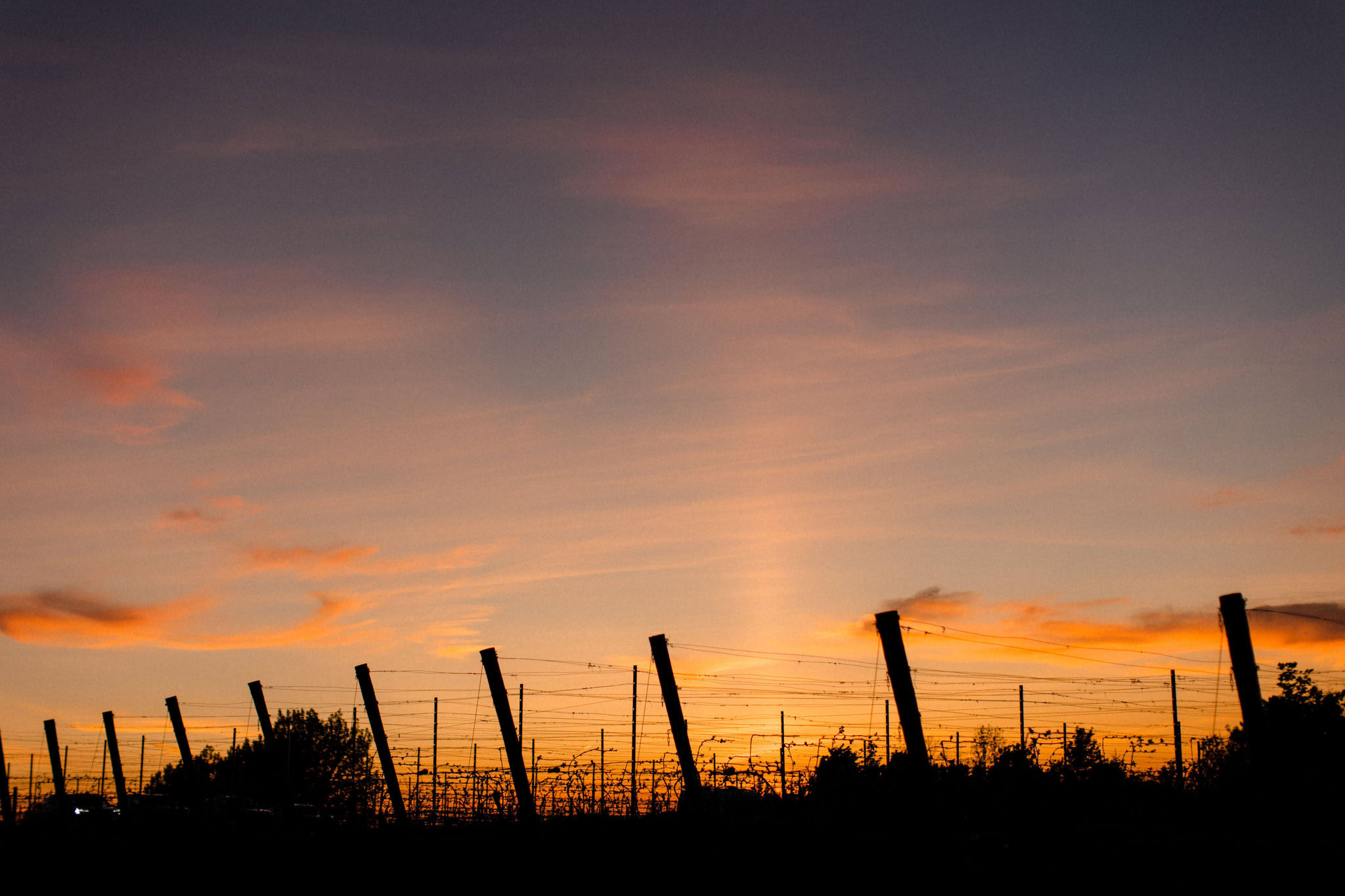 Sunset over vineyard at Verterra Winery with silhouetted vines and sky.